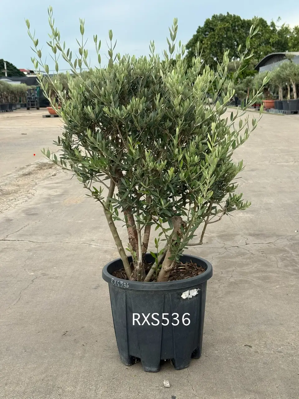 Starter Olive · XS