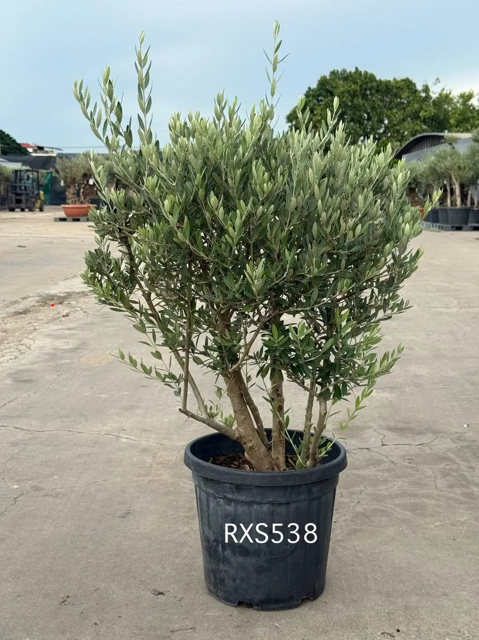 Starter Olive · XS