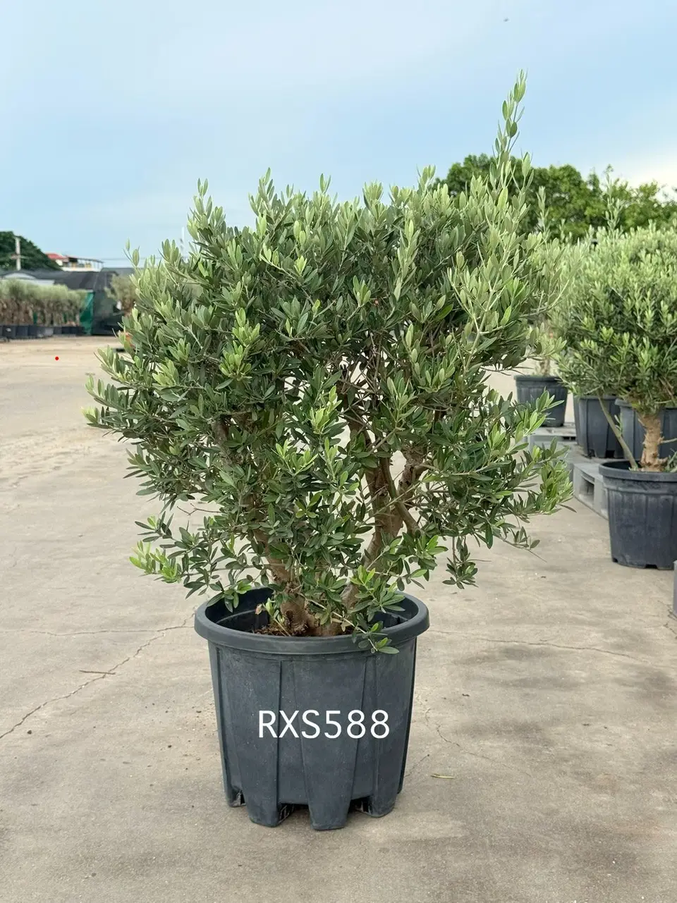 Starter Olive · XS