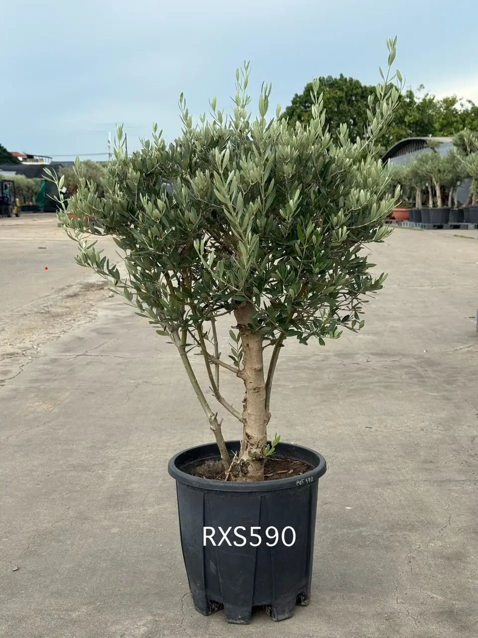 Starter Olive · XS
