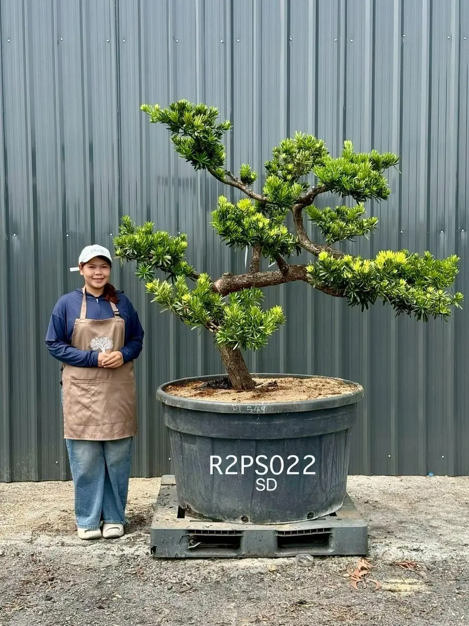 Podocarpus · Pot · SD