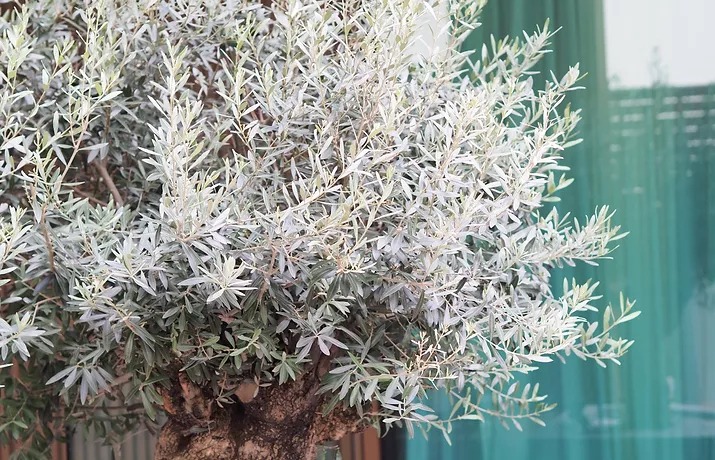 สายพันธุ์ Olea Europaea Hojiblanca
