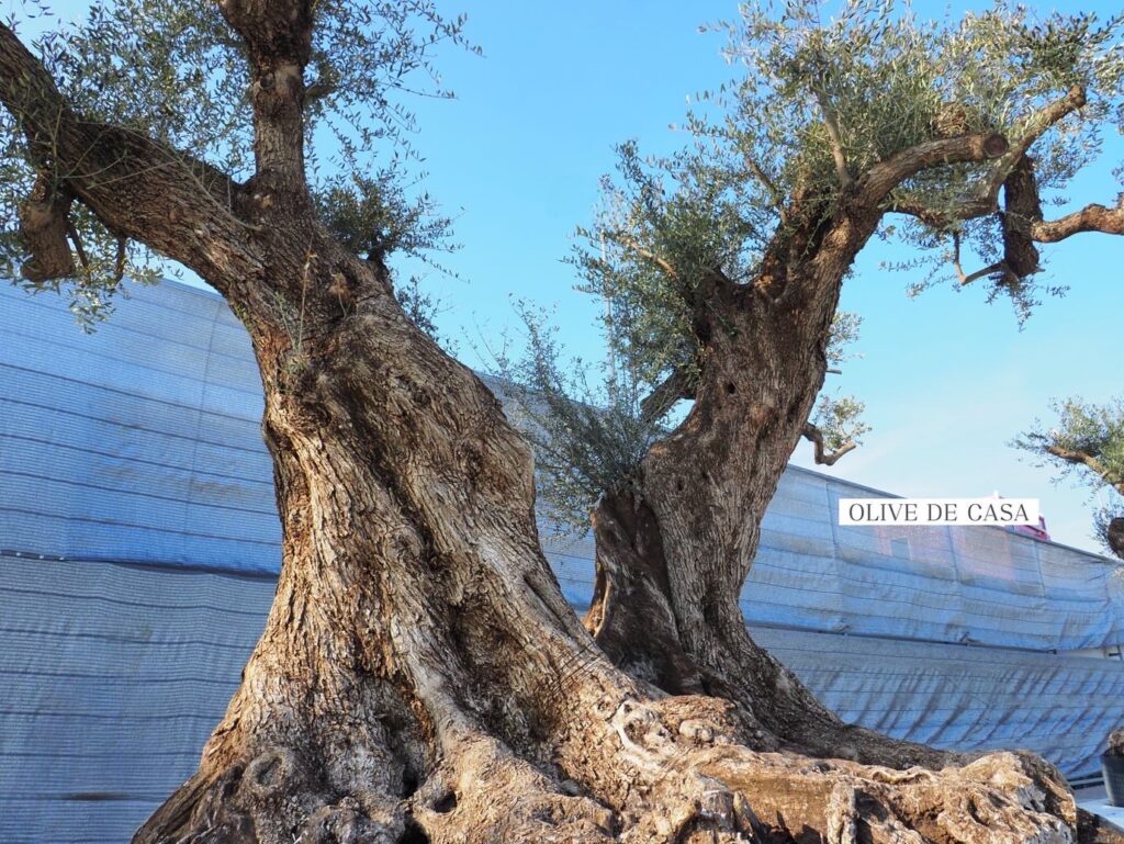 Close view of a mature Farga olive tree with a double trunk