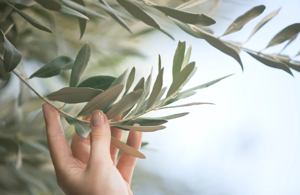 ต้นมะกอกโอลีฟ