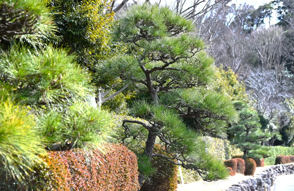 วิธีดูแลต้นสนญี่ปุ่น