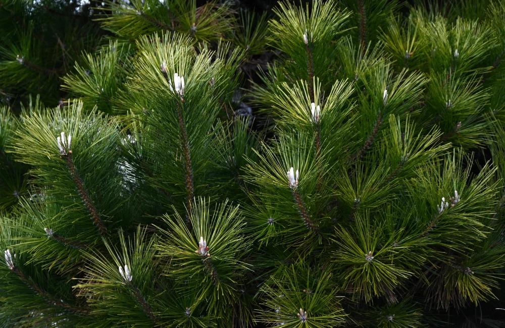 ตำแหน่งวางต้นสนญี่ปุ่น