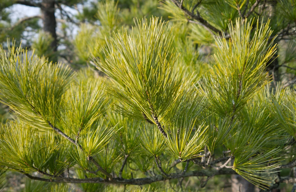 ใบสนญี่ปุ่น