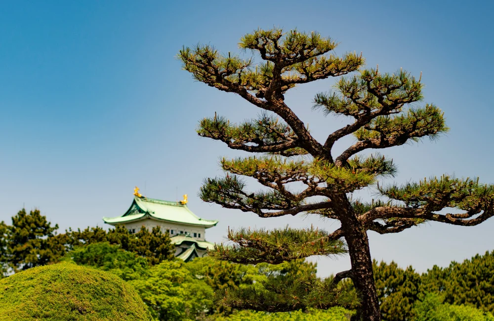 ต้นสนญี่ปุ่น