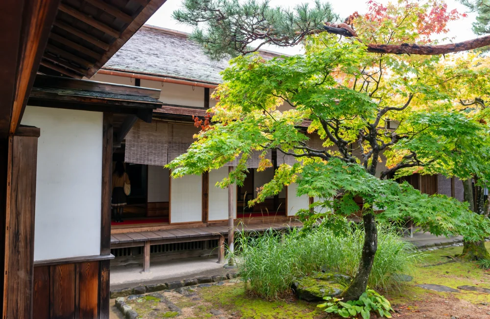 ต้นไม้จัดสวนญี่ปุ่น