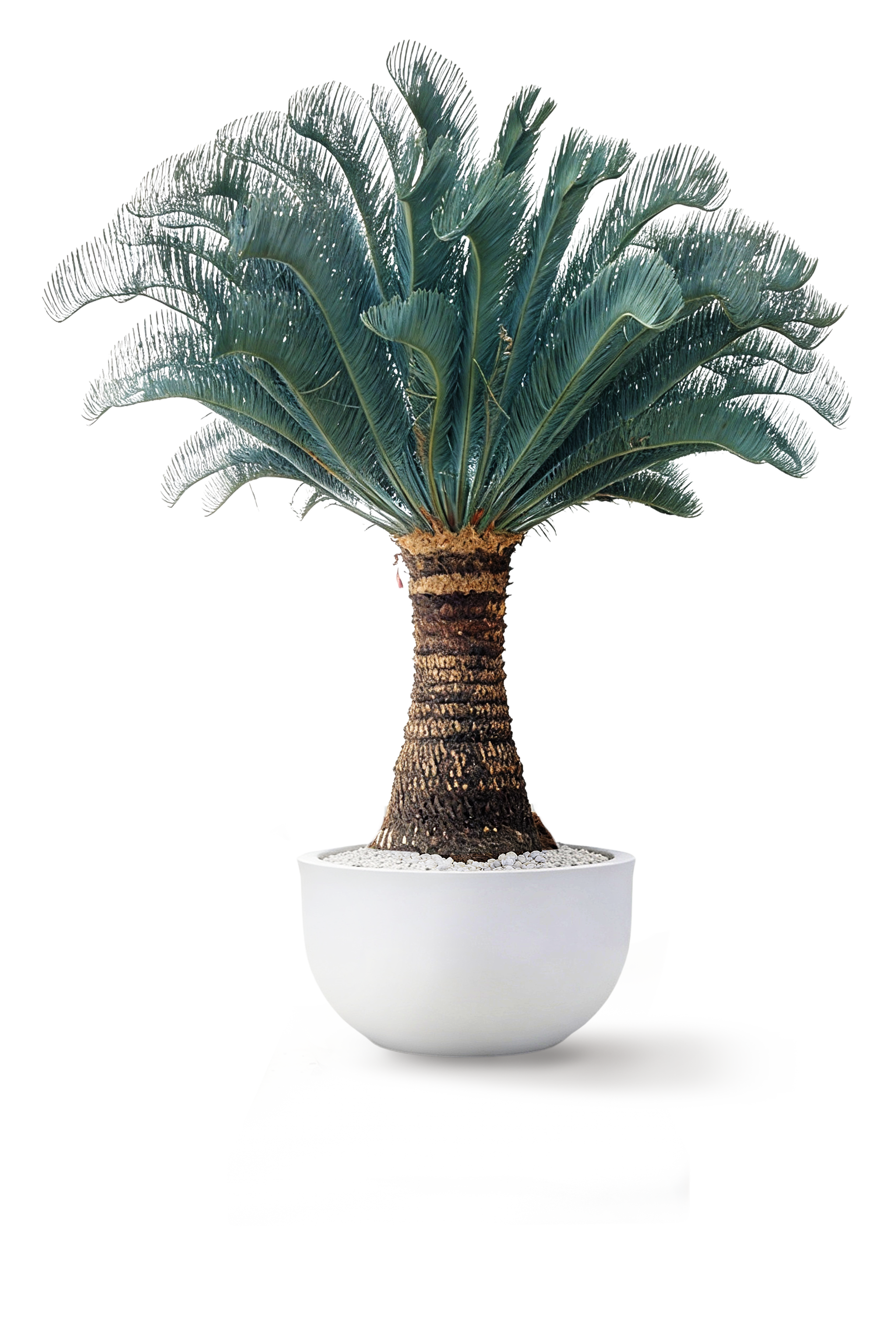 Australian Cycad Cairnsiana