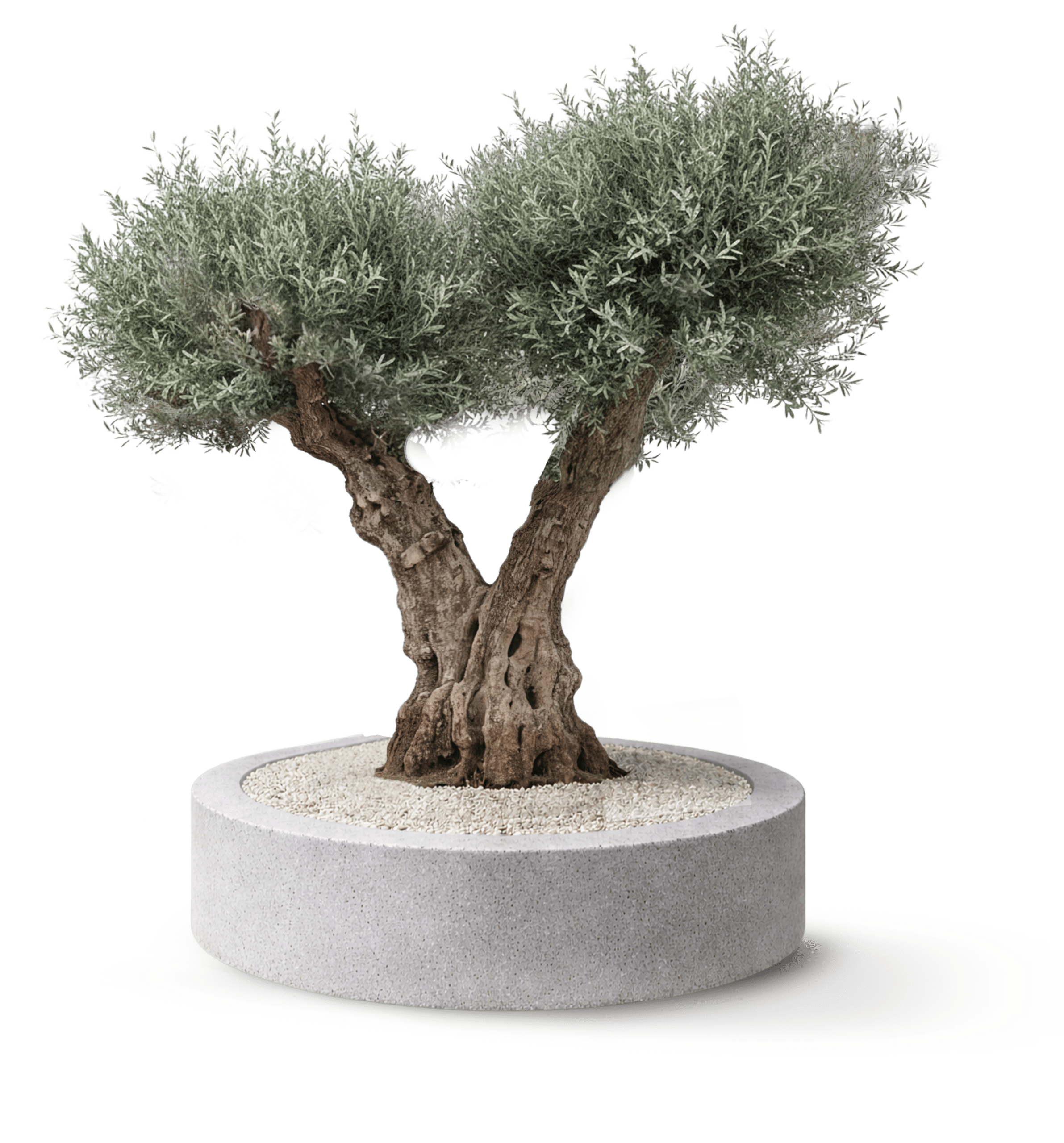 Hojiblanca Multibranch