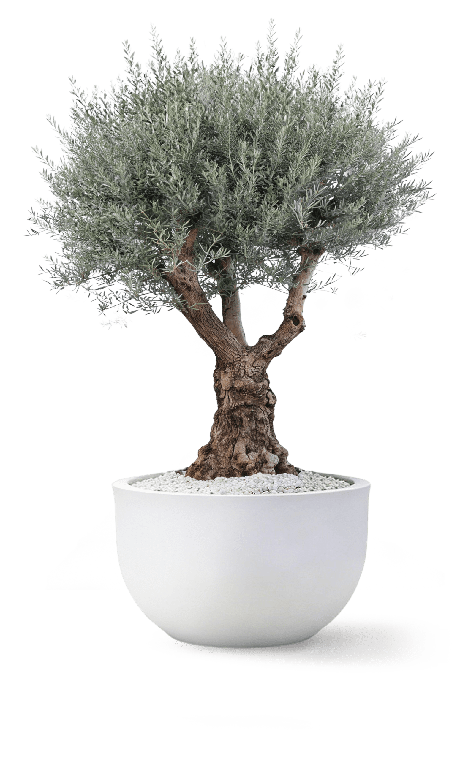 Hojiblanca Multibranch Tree