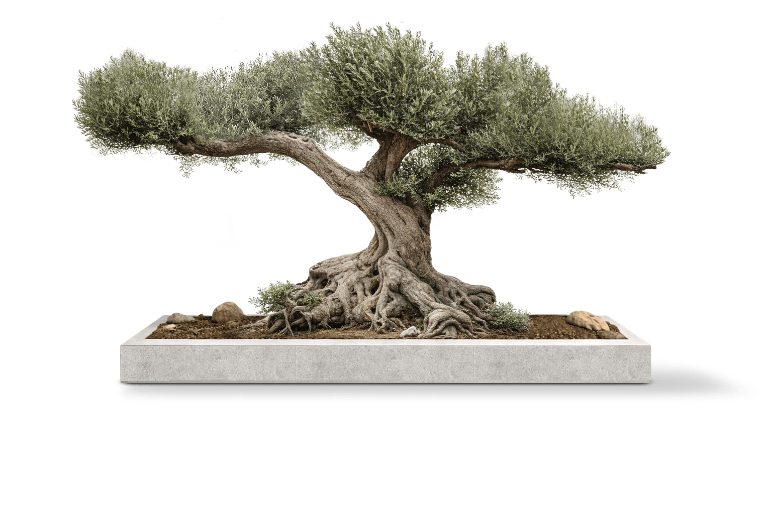 Millenery Olive Tree