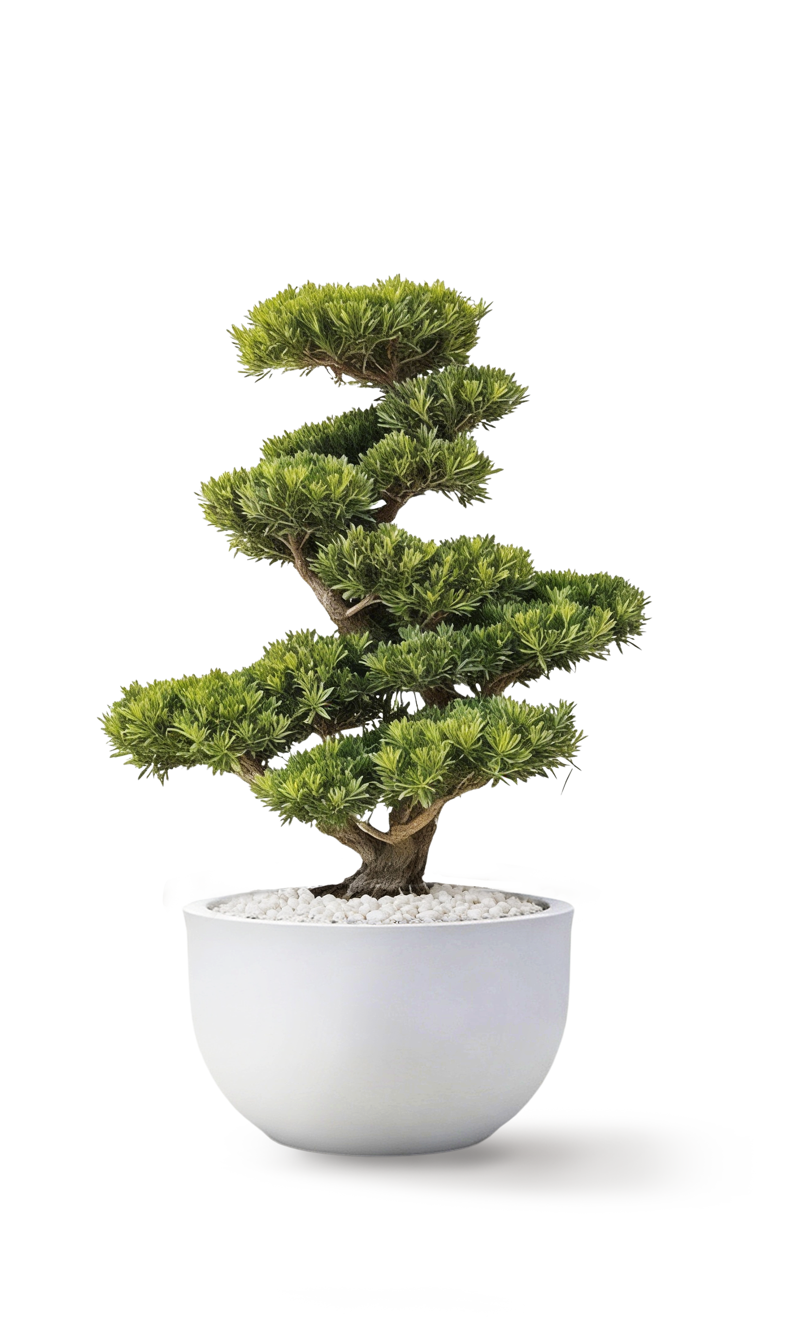 Pordorcarpus สนใบพาย ต้น 1