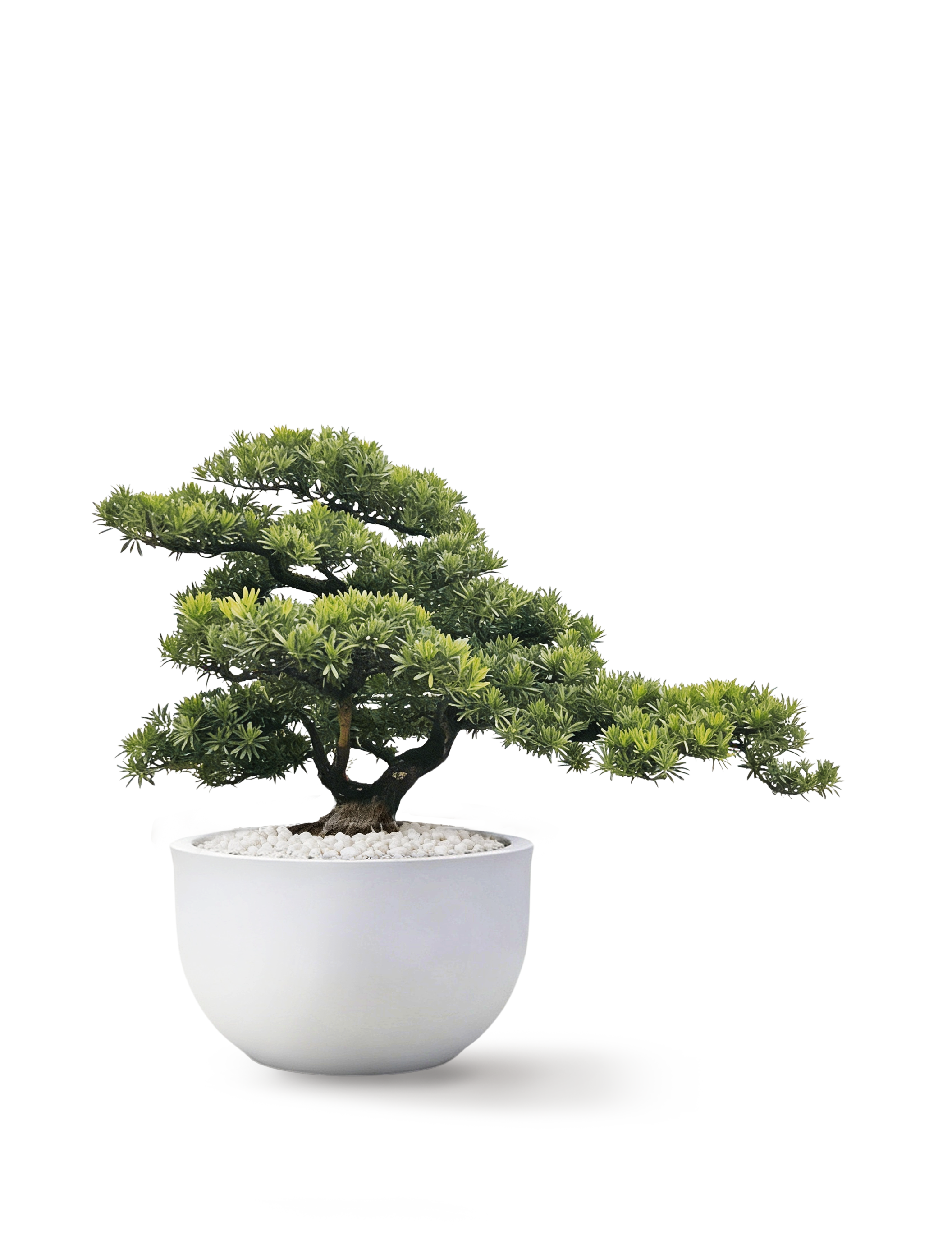 Pordorcarpus สนใบพาย ต้น 2 (center apex)