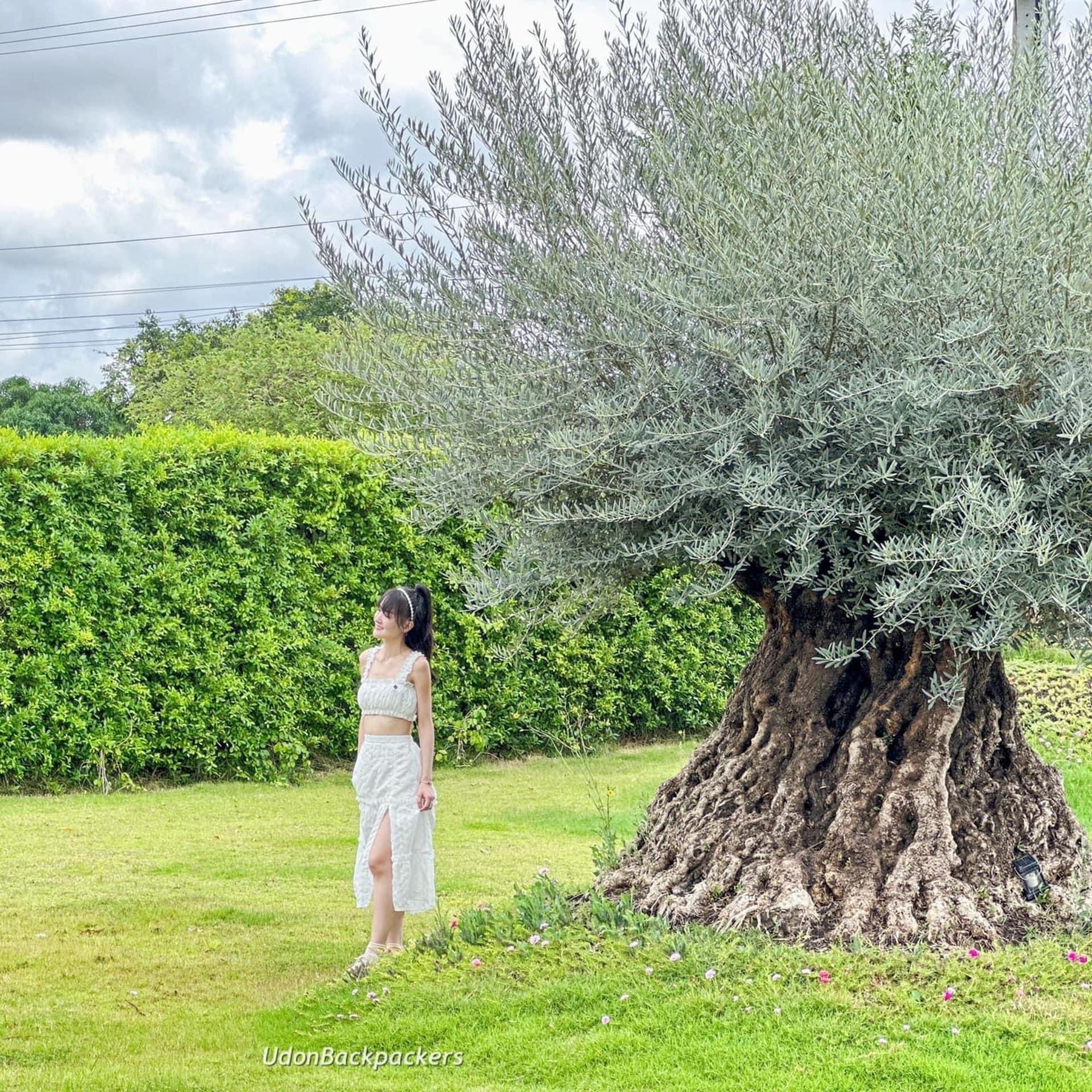 Exotic Millennium Olive Tree