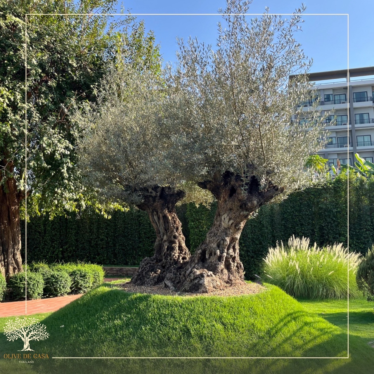 Exotic Millennium Olive Tree