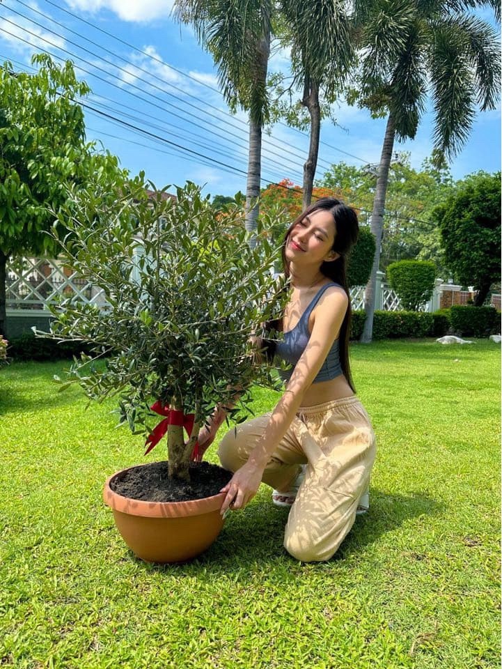 Exotic Millennium Olive Tree