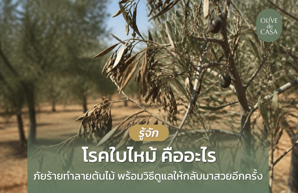  รู้จักโรคใบไหม้ ภัยร้ายทำลายต้นไม้ พร้อมวิธีการดูแลรักษาให้ต้นกลับมาสวยงาม