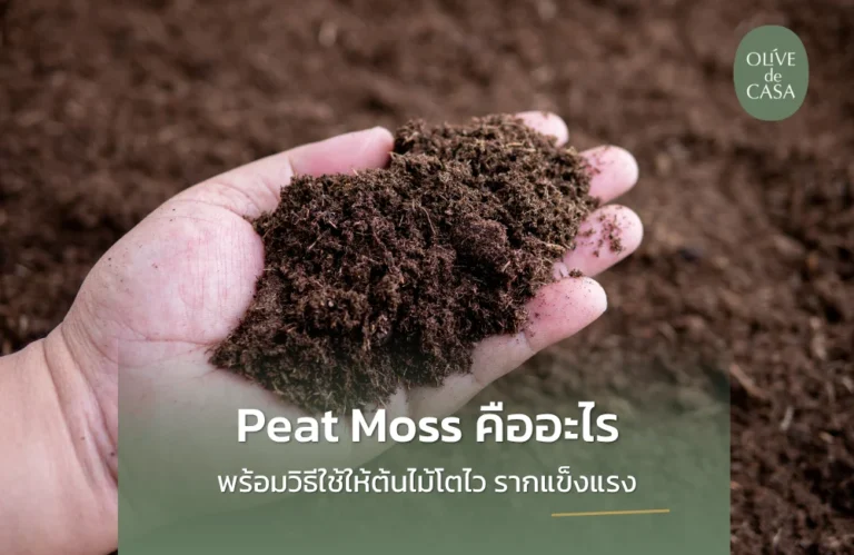 Peat Moss คืออะไร