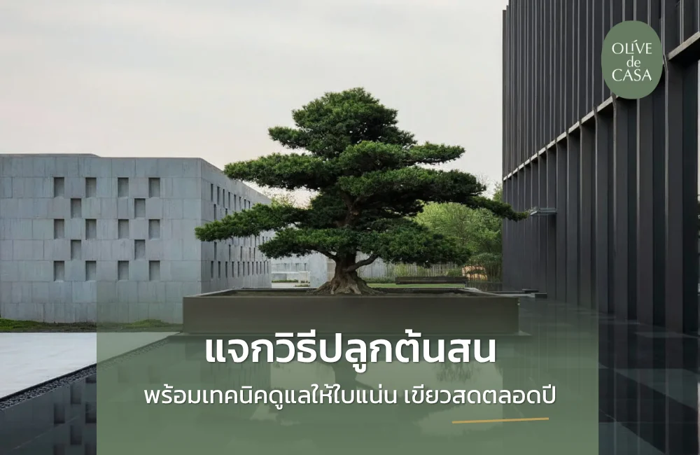 วิธีปลูกต้นสน