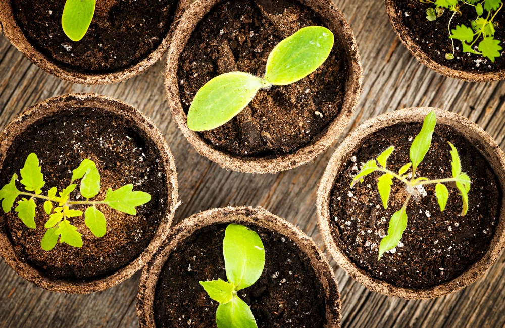 ข้อดีของการใช้ Peat Moss