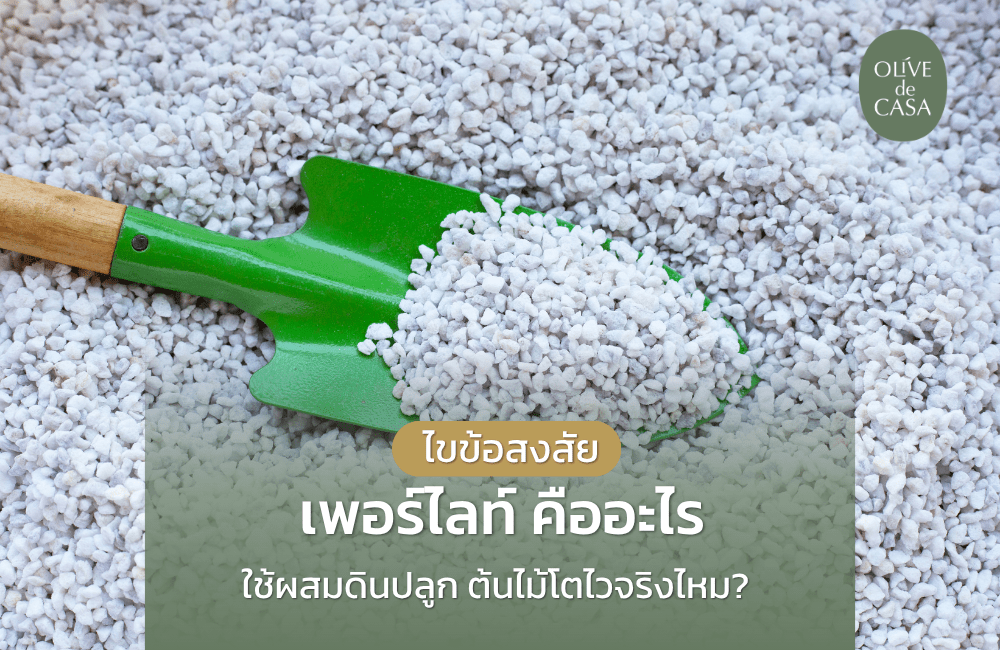 ไขข้อสงสัย เพอร์ไลท์ คืออะไร? ใช้ผสมดินปลูก ต้นไม้โตไวจริงไหม?