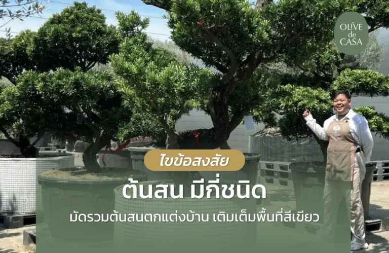 ต้นสน มีกี่ชนิด