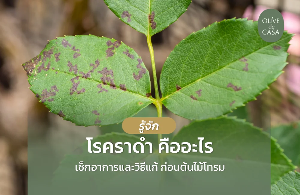 รู้จัก โรคราดำ คืออะไร? ภัยเงียบทำลายต้นไม้