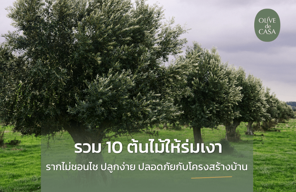 รวม 10 ต้นไม้ให้ร่มเงา รากไม่ชอนไช ปลูกง่าย ปลอดภัยกับโครงสร้างบ้าน