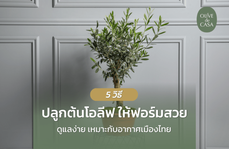 5 วิธีปลูกต้นโอลีฟให้สวย