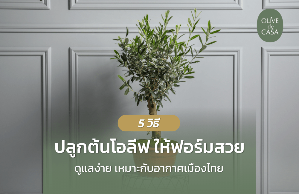 5 วิธีปลูกต้นโอลีฟ ให้สวยงามและเจริญเติบโตได้ดีในประเทศไทย