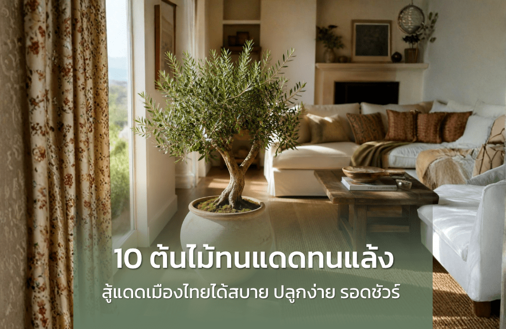 รวม 10 ต้นไม้ทนแดดทนแล้ง สู้แดดเมืองไทยได้สบาย ปลูกง่าย รอดชัวร์