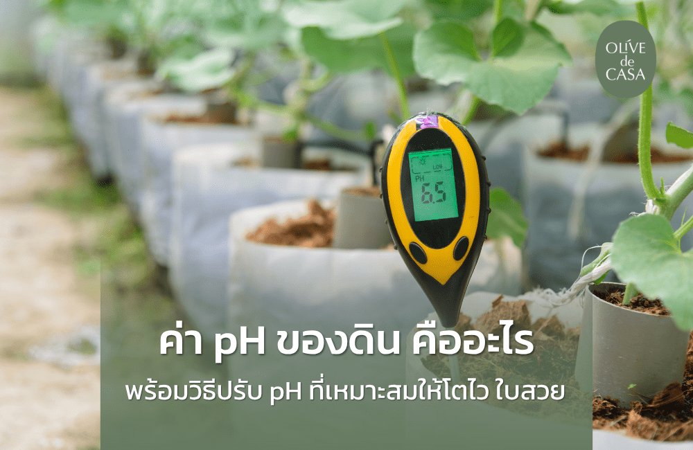 ค่า pH ของดิน คืออะไร