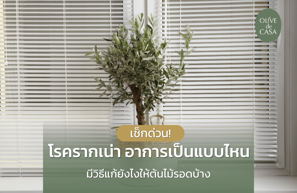 เช็กด่วน! โรครากเน่า อาการเป็นแบบไหน มีวิธีแก้ยังไงให้ต้นไม้รอดบ้าง