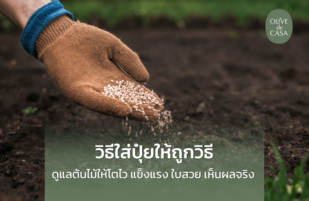 วิธีใส่ปุ๋ยให้ถูกวิธี คู่มือดูแลต้นไม้ให้โตไว แข็งแรง ใบสวย เห็นผลจริง
