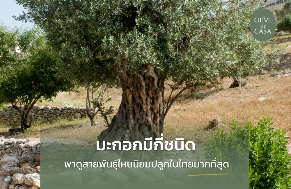 มะกอกมีกี่ชนิด? พาดูสายพันธุ์ไหนนิยมปลูกในไทยมากที่สุด