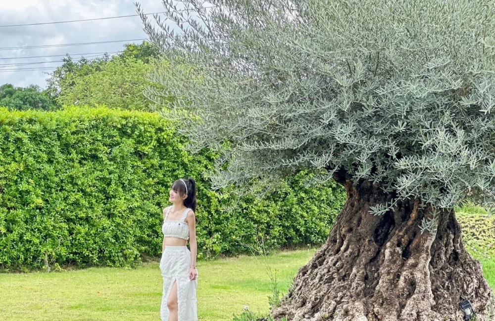ต้นมะกอกสายพันธุ์ Hojiblanca