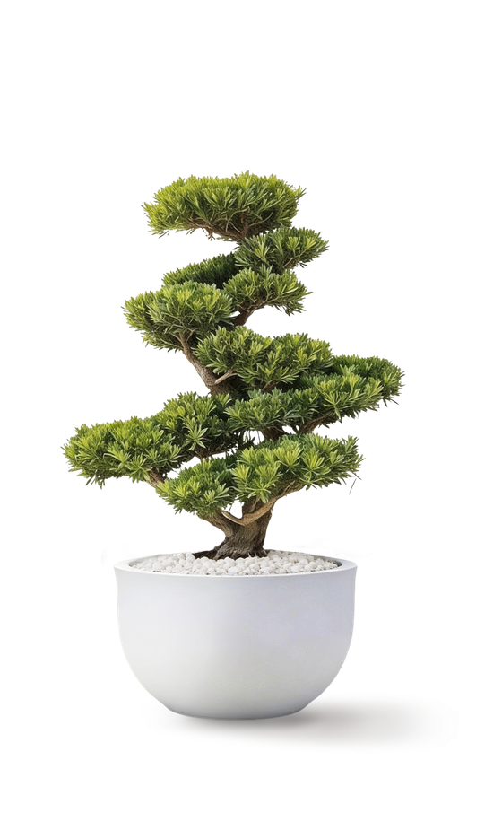 Podocarpus สนใบพาย ต้น 1