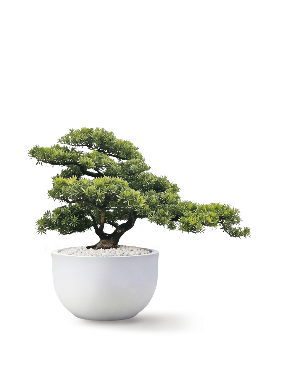 Podocarpus สนใบพาย ต้น 2 (center apex)