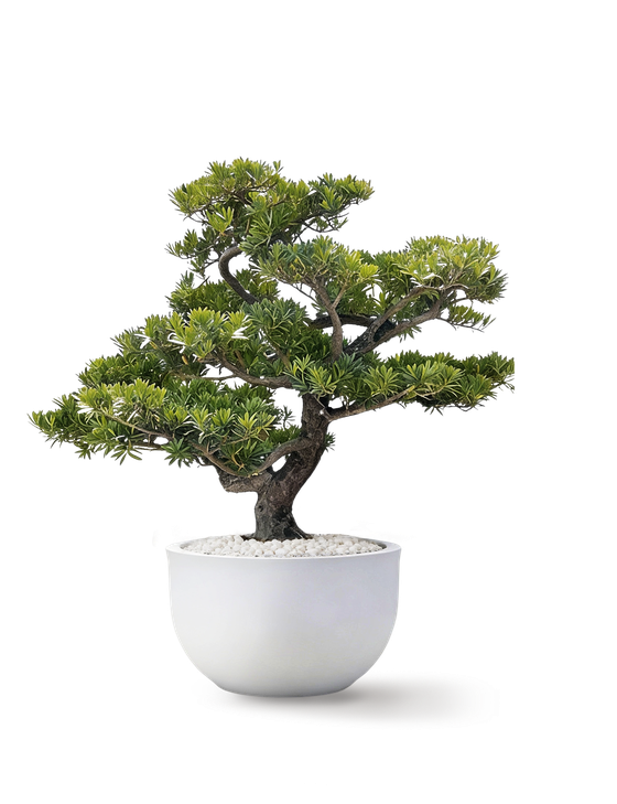 Podocarpus สนใบพาย ต้น 3