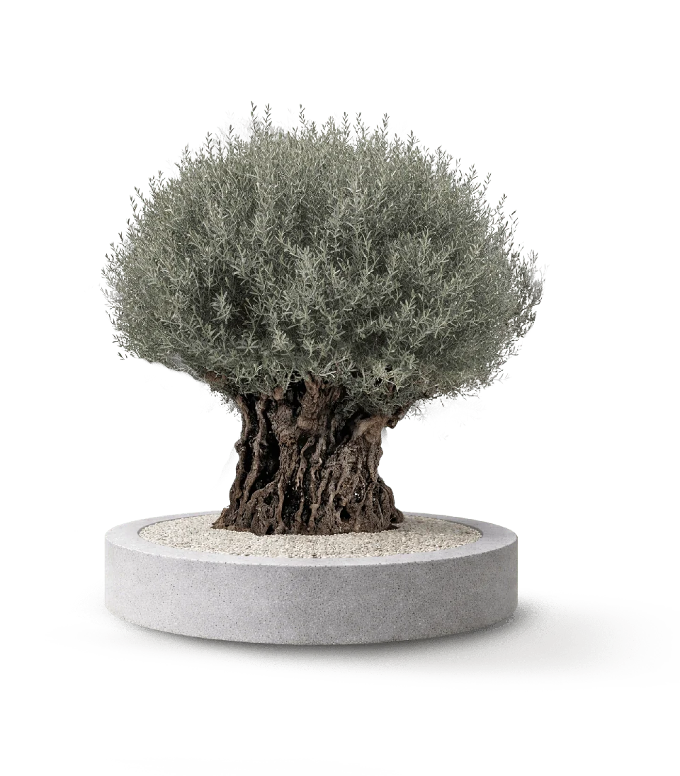 Hojiblanca Bonsai