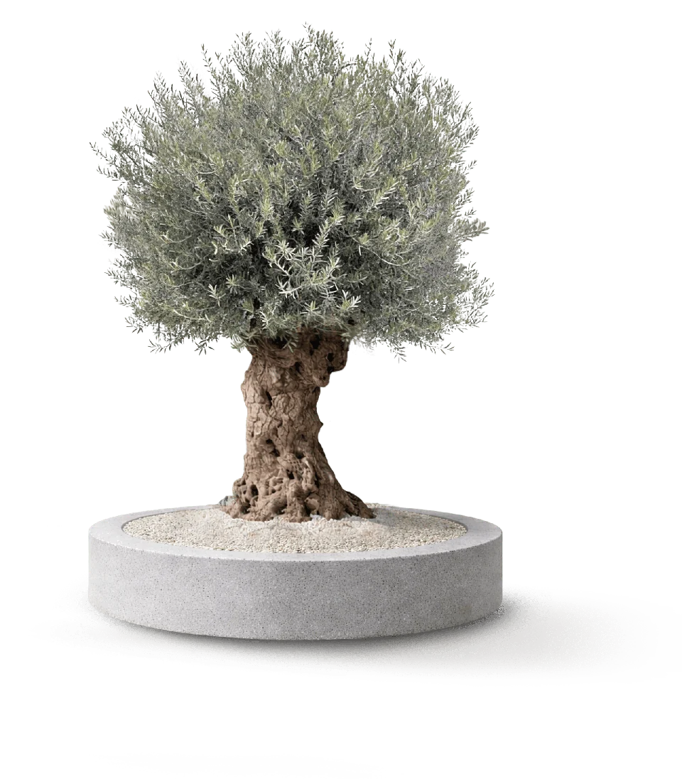 Hojiblanca Large Tree
