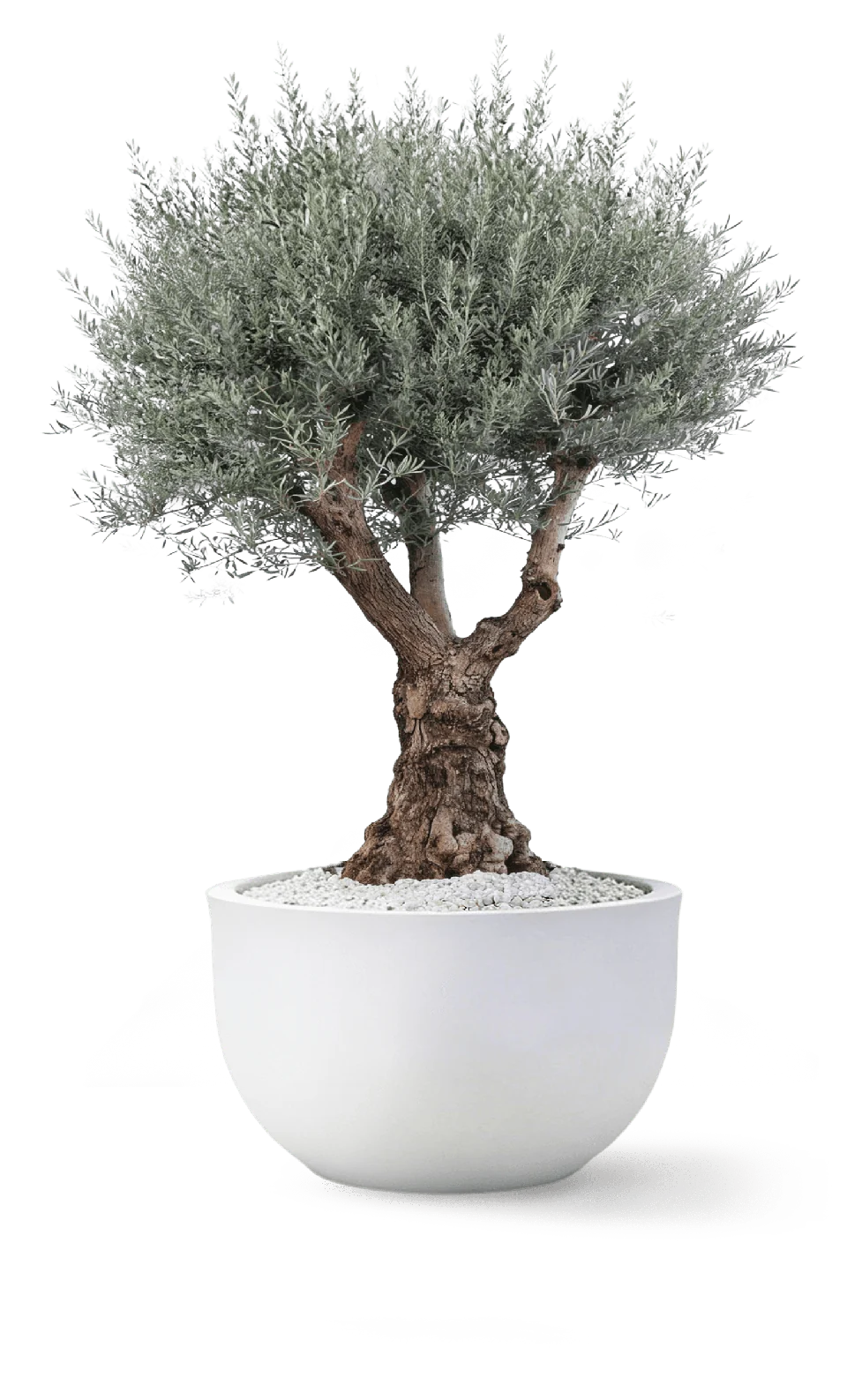 Hojiblanca Multibranch Tree