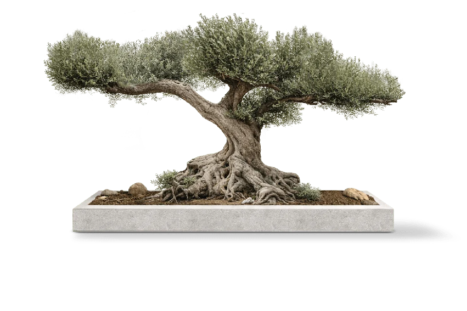 Millenery Olive Tree
