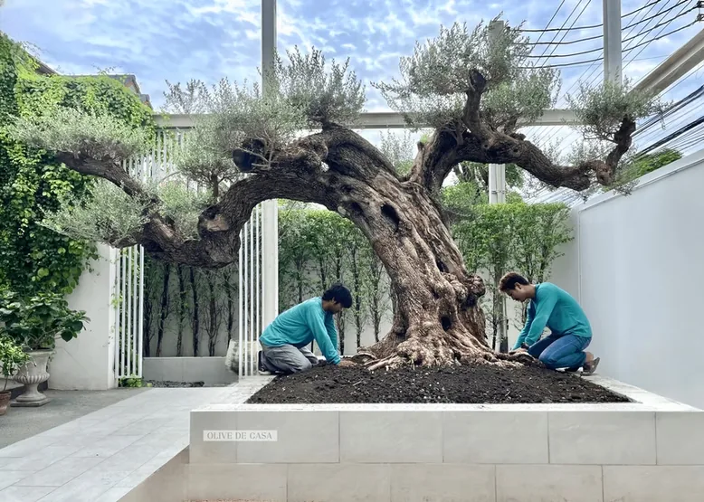 คนสองคนจัดดินรอบต้นโอลีฟในกระบะยกสูงข้างกำแพงสีขาว