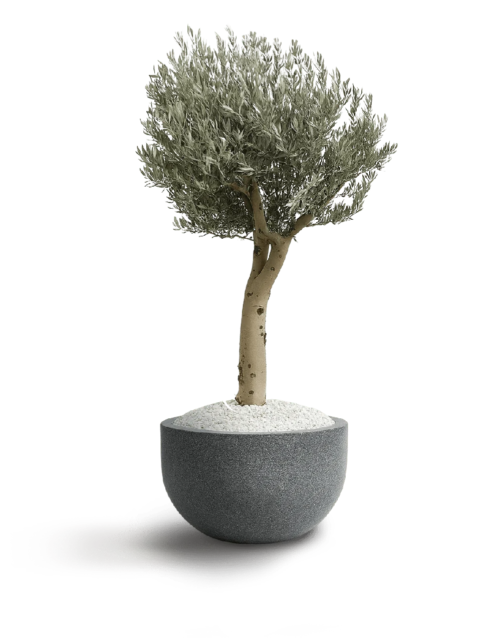 Piel Joven Tree
