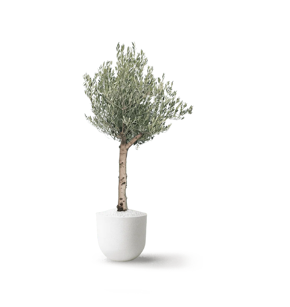 Arbequina Tree