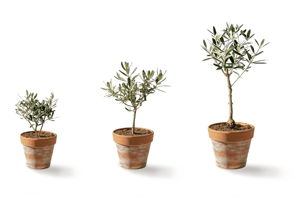 Leccino Pots