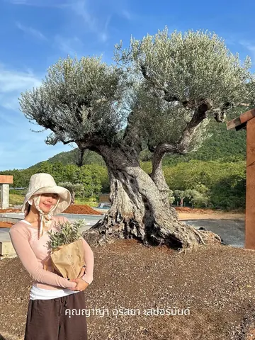 Yaya Urassaya Sperbund holds a small plant beside a mature olive tree with a broad, twisted trunk.